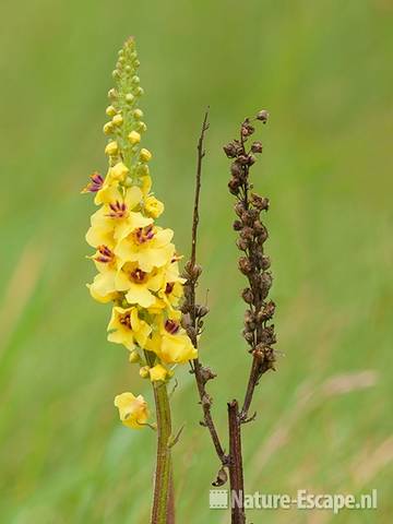 Zwarte toorts, bloemen en zaaddoosjes, SBB Schoorl 1 100911