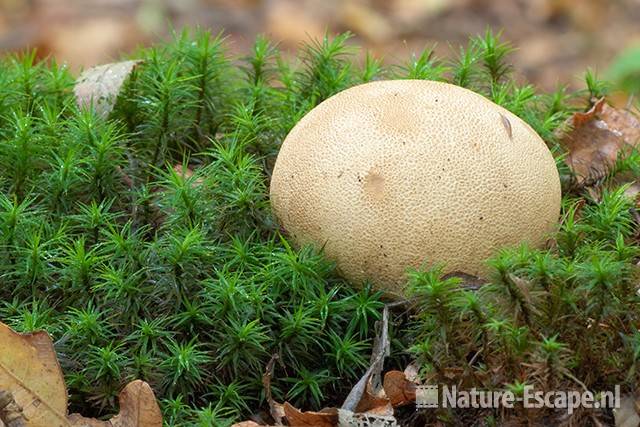 Aardappelbovist, tussen mos, Nijenburg 1 281011