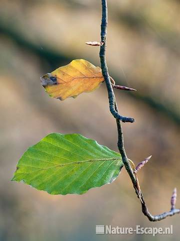 Beuk, blad, groen en geel, aan takje, AWD1 121111