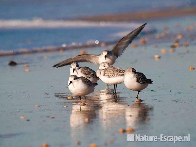 Drieteenstrandlopers, strand Heemskerk 1 041111