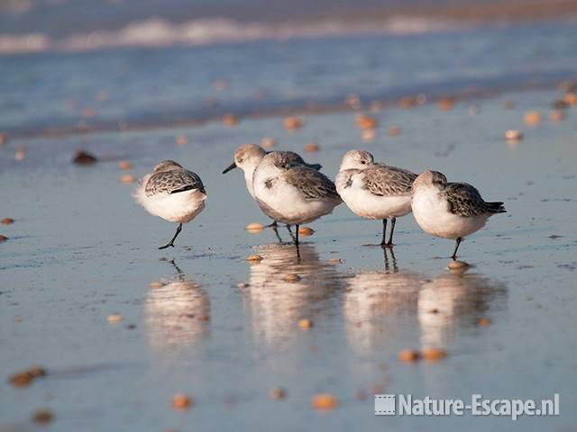 Drieteenstrandlopers, strand Heemskerk 3 041111