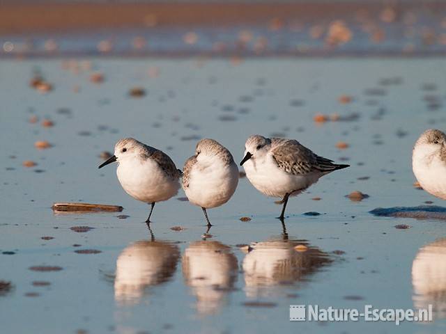 Drieteenstrandlopers, strand Heemskerk9 041111