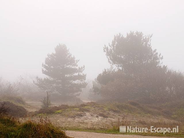 Landschap, met dennen, mist, Zwanenwater 1 101111