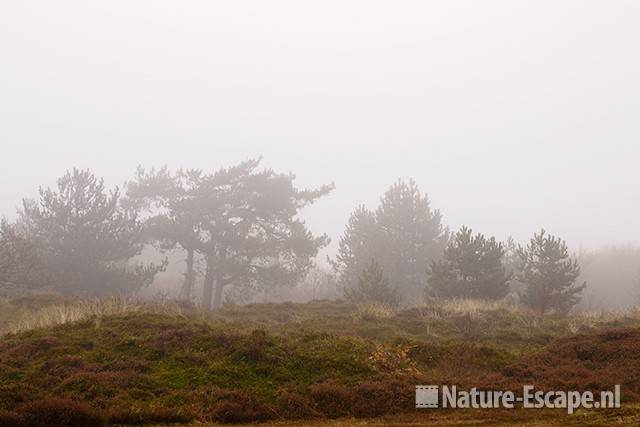 Landschap, met dennen, mist, Zwanenwater 2 101111