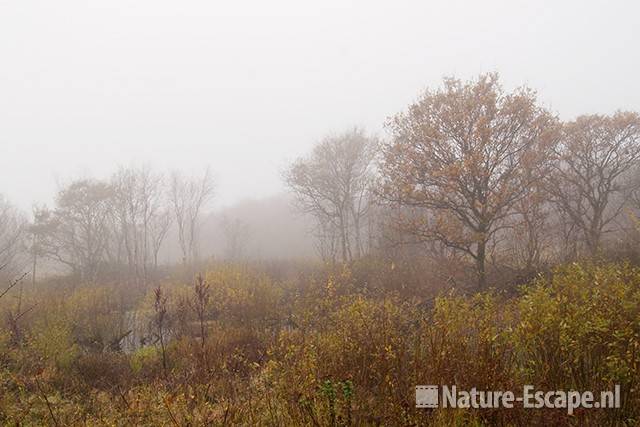 Landschap, moeras, in mist, Zwanenwater 1 101111