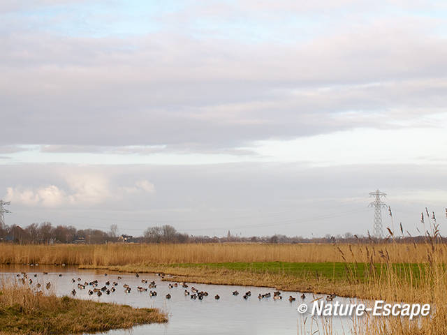 Smienten, in de Krommenieer Woudpolder, 140112