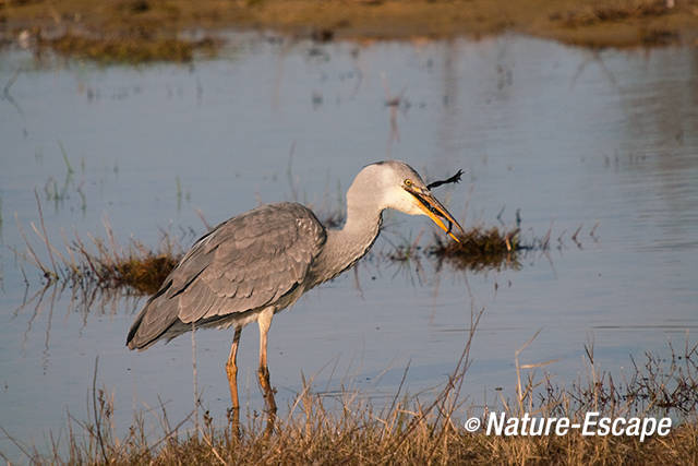 Blauwe reiger, kikker etend, Doornvlak 28 020411