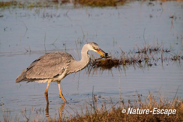 Blauwe reiger, kikker etend, Doornvlak 24 020411