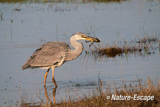 Blauwe reiger, kikker etend, Doornvlak 23 020411