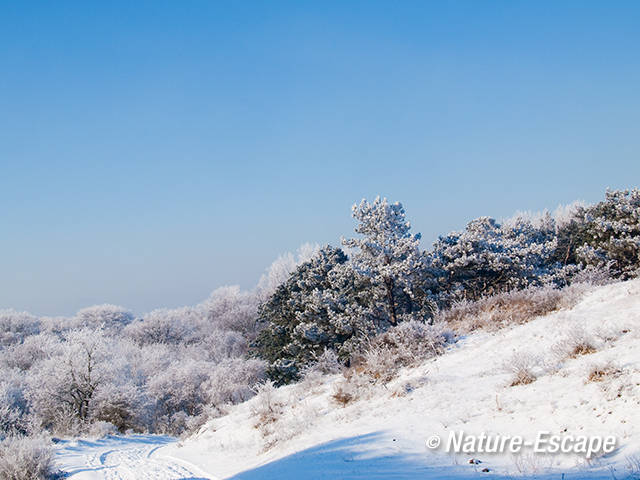 Duinlandschap, met sneeuw en rijp, NHD Heemskerk 2 040212