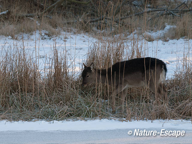 Damhert, foeragerend in rietstrook AWD1 100212