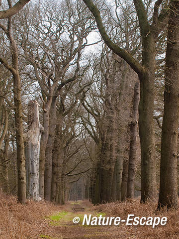 Bospad, wandelpad, Vinkenduin 1 090312