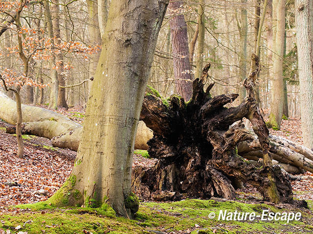 Beuk, omgevallen beuk, in bos, Leijduin 3 090312