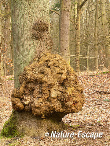 Zomereik, met maserknol, vergroeiing, Leijduin 2 090312