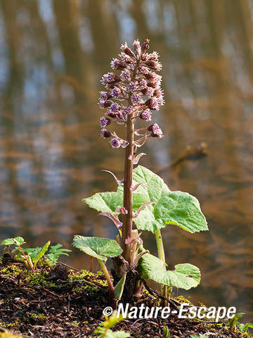 Groot hoefblad, bloei, bloemen, aan waterkant, Elswout 1 230312