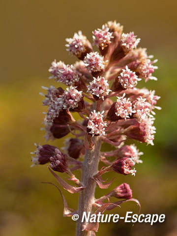 Groot hoefblad, detail bloemen, Elswout 1 230312