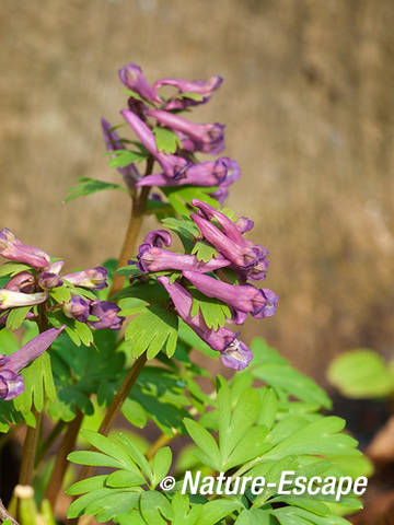 Vingerhelmbloem, voorjaarshelmbloem, bloei, bloemen, Elswout 4 230312