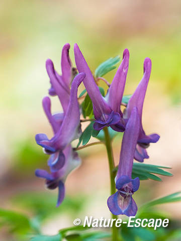 Vingerhelmbloem, voorjaarshelmbloem, bloei, bloemen, Elswout 1 230312