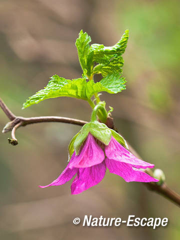 Prachtframboos, bloem, bloei, Elswout 2 310312