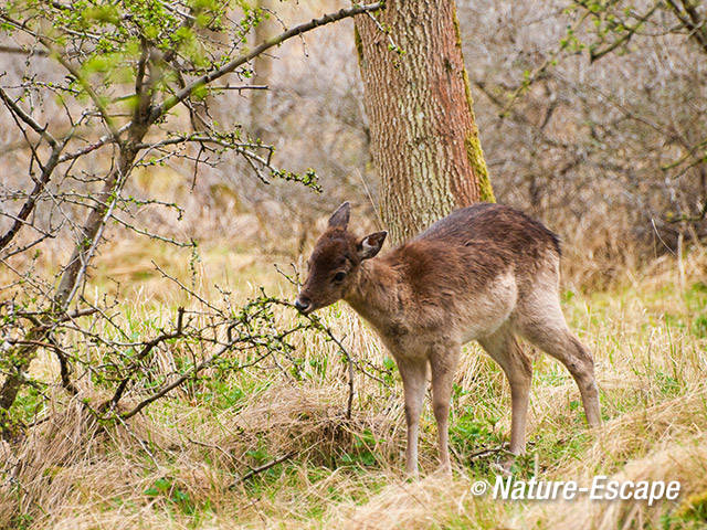 Damhert, jonge hinde, foeragerend, AWD1 070412