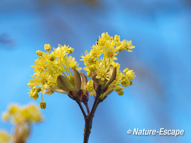 Noorse esdoorn, bloemen, bloei, AWD1 070412