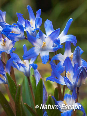 Sneeuwroem, bloemen, bloei, tB1 240312