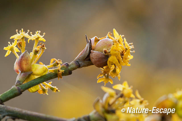 Gele kornoelje, nabloei, bloemen, NHD Castricum 3 240312