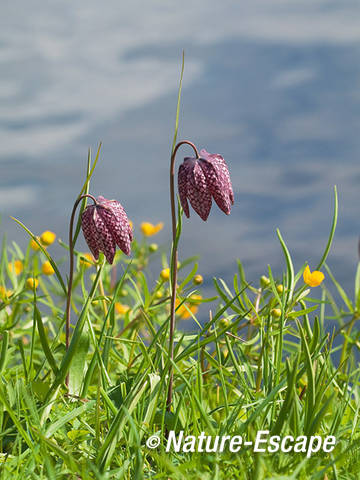 Kievitseitje, kievitsbloem, bloemen, Elswout 2 130412