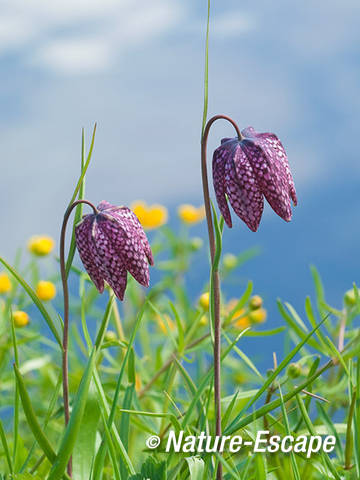 Kievitseitje, kievitsbloem, bloemen, Elswout 1 130412