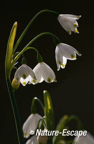 Zomerklokje, bloemen, bloei, Elswout 6 130412