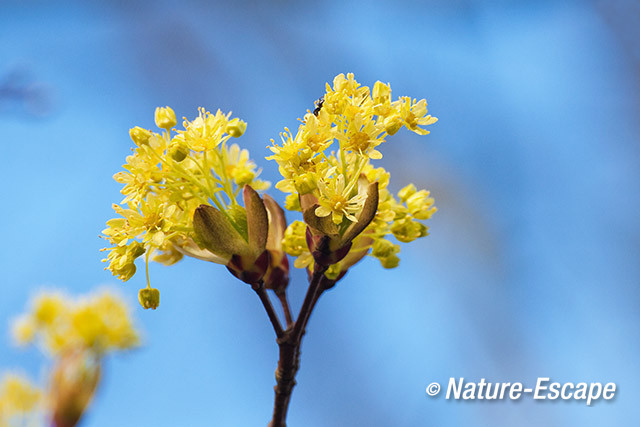 Noorse esdoorn, bloemen, bloei, AWD2 070412