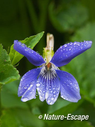 Maarts viooltje, bloem, met waterdruppels, tB1 030512