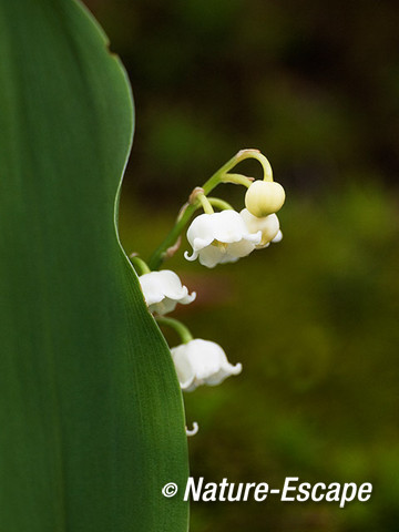 Lelietje-van-dalen, bloemen, bloei, Elswout 2 050512