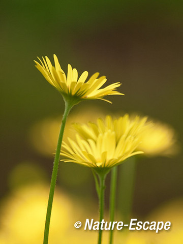 Voorjaarszonnebloem, bloemen, bloei, Elswout 4 050512