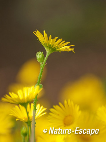 Voorjaarszonnebloem, bloemen, bloei, Elswout 2 050512