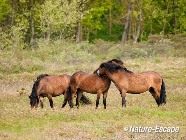 Exmoor pony's, begroeting, Doornvlak 2 120512