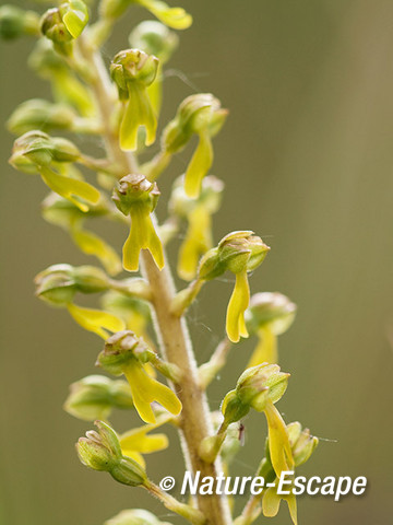 Grote keverorchis, bloemen, bloei, Zwanenwater 1 180512