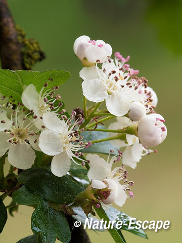 Meidoorn, bloemen, AWD3 190512