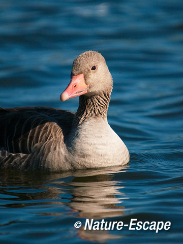 Grauwe gans, portret, Vogelmeer, NPZK1 260512