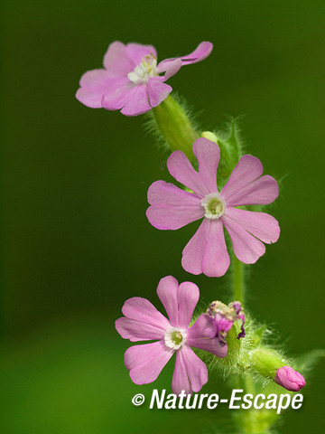 Dagkoekoeksbloem, bloemen, bloei, NHD Bakkum 1 020612