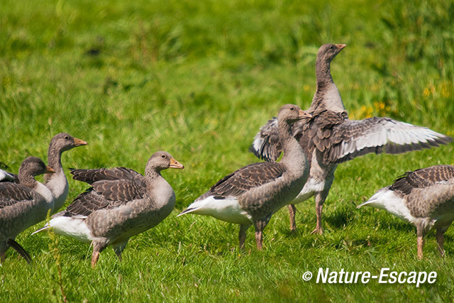 Grauwe ganzen, jongen, juvenielen, Zwmp1 020612