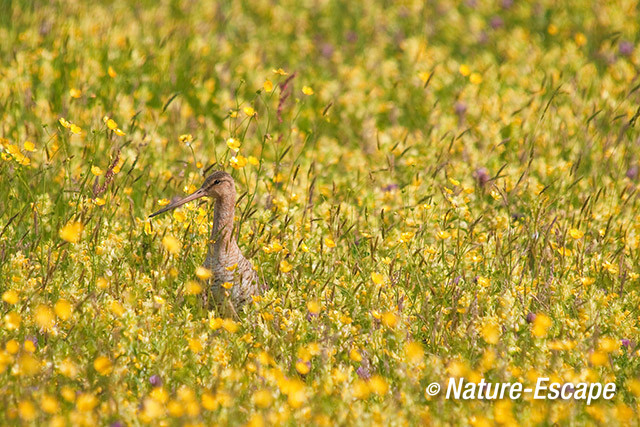 Grutto, tussen ratelaars en boterbloemen, Castricummerpolder 1 020612