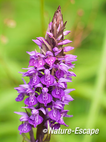 Rietorchis, bloemen, bloei, NHD Bakkum 1 230612