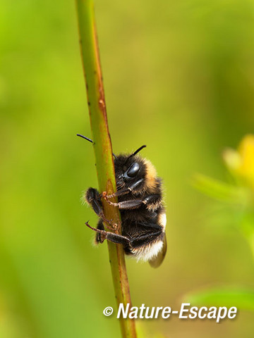 Tuinhommel, NHD Bakkum 2 230612