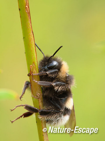 Tuinhommel, NHD Bakkum 1 230612