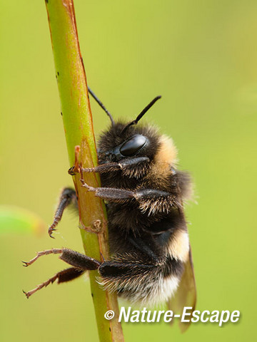 Tuinhommel, NHD Bakkum 3 230612