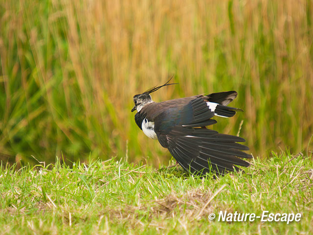 Kievit, vleugel uitrekkend,Krommeniedijk 1 290612