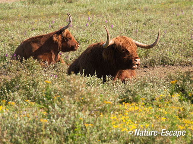 Schotse hooglanders herkauwend, NPZK1 070712