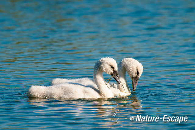 Knobbelzwaan, juvenielen, jongen, Vogelmeer NPZK1 240712