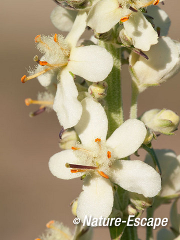 Mottenkruid, detail bloemen, bloei, NPZK4 240712